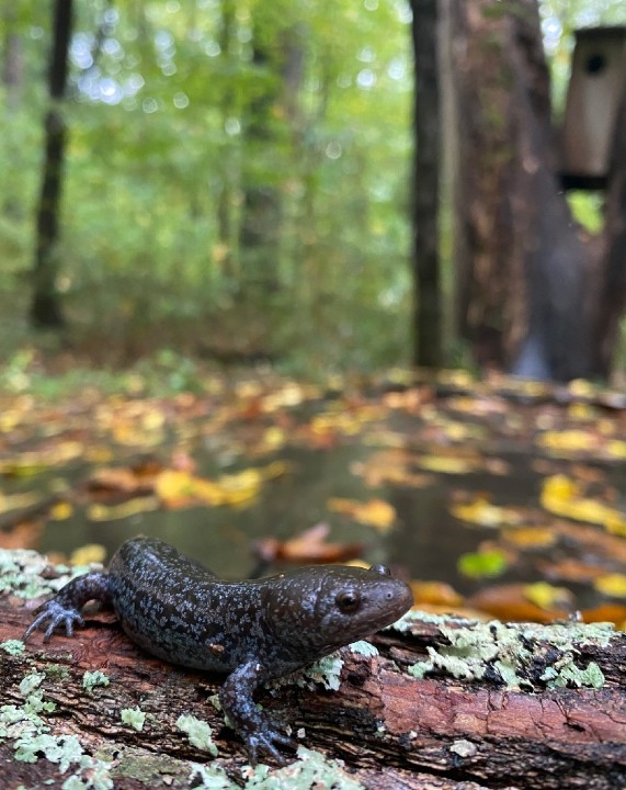 Mole Salamander